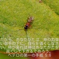 ウッセ〜よ　バカって？