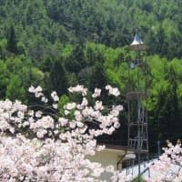 桜と緑の共演