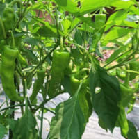 夏野菜豊作