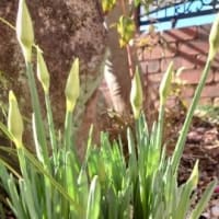 梅の花が咲き進んでいます！そして今日のキジバト