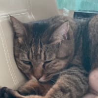 今朝ものんびり
