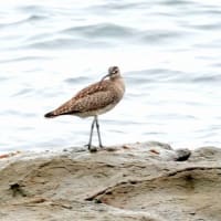04/26探鳥記録写真-2：狩尾岬の鳥たち（チュウシャクシギ三昧①、）