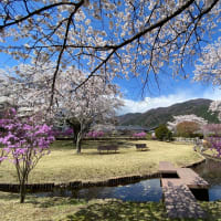 宮田村総合公園の桜