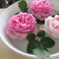 梅雨入り＆人間ドックへ