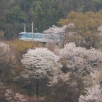 桜の山