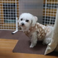 久しぶりのブログです