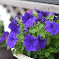 花も綺麗に咲いて来ました