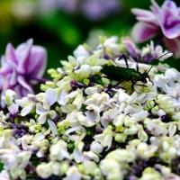 古刹を彩る紫陽花-奈良県明日香村：岡寺