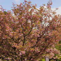 ●尾山神社の　菊桜　昨年の記事より