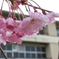 卒業記念樹のしだれ桜