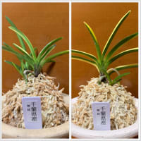 無銘（千葉県産の白黄縞）