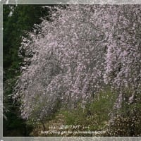 枝垂れ桜とミツマタ