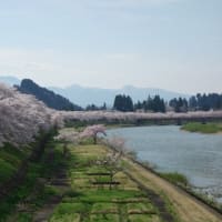 桜の花を追いかけて東北へ…。その４