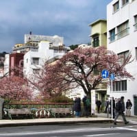２０２３　熱海桜祭り