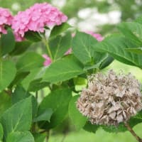 暑さに負けそう・・・紫陽花