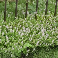 きのこの山と花