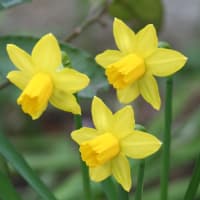 春の花