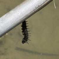 ヒオドシチョウの幼虫、蛹化直前体