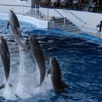 京都水族館1
