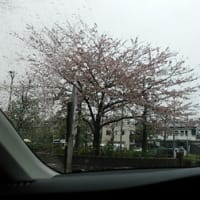 桜も終わりですね