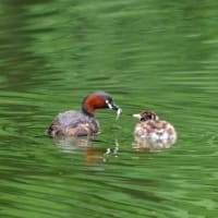 今朝のカイツブリ
