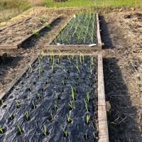 畑を耕す道具について 晴耕雨読で住まいを造ろう 畑を耕す道具について 晴耕雨読で住まいを造ろう