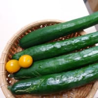 キュウリは順調ですが……
