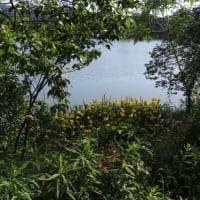 新緑の池の光景～まだいたキンクロハジロ