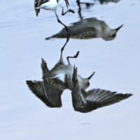 水に映った、トウネン。