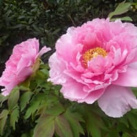 桜の次はボタン