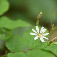 ハナニガナの花が咲いていた！