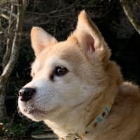  チップの訃報