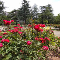 ６月９日鶴舞公園テニスコート
