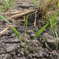 デュラム小麦の生育状況
