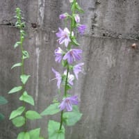 今日の花（ハタザオキキョウ、アスチルベ）