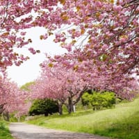 八重桜