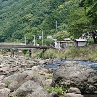 鮎、仁科川中だるみ