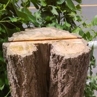 交感 - 心は継続する価値を残す