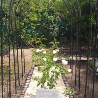六月の薬用植物園は香りの劇場・・・