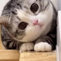 癒される猫ちゃんたちその⑦