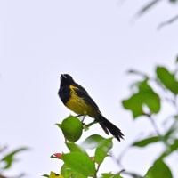 コスタリカ紀行　第2日目　ラ セルバ国立公園編　その１／カンムリシャクケイ　クロズキンムクドリモドキ　シロハラキミドリイカル　ハイバラエメラルドハチドリなど
