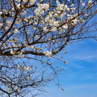 山陰の桜　美保関町　3月20日