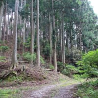 南部町八木沢峠界隈を散策　令和7年6月13日