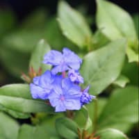庭のお花達　クレマチス　ロマンティカ他