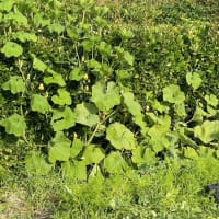 初夏の農産物・・・2025年7月