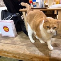 看板猫のいるお店で猫飲み (2507-2)