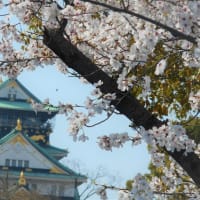 大阪城外堀の桜の美しい風景～桜便り～（2）