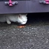 夕ウォーキングの風景。令和7年6月23日。デカ黒は、よく食べる。