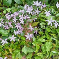 今どきの花など…空梅雨が心配です