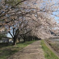出会いの森総合公園🌸🌸桜並木